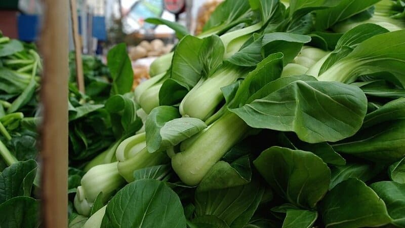Bok Choy (Brassica rapa subsp. chinensis) is one of the plants you can grow in your vegetable garden that grows 8-9 inches in 40 days