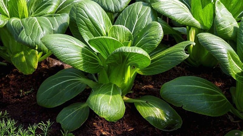Bok Choy is another versatile plant that you can grow in spring