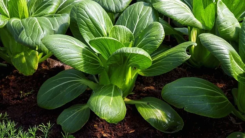 Bok Choy is another versatile plant that you can grow in spring