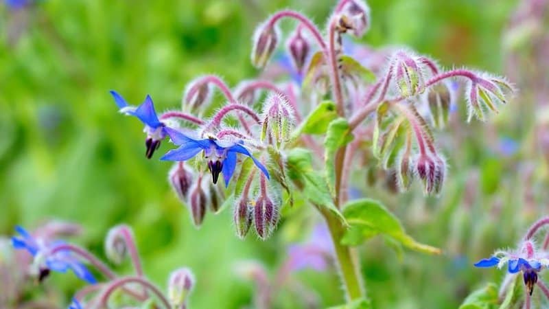 Borage is another herb that is capable of attracting bees to it