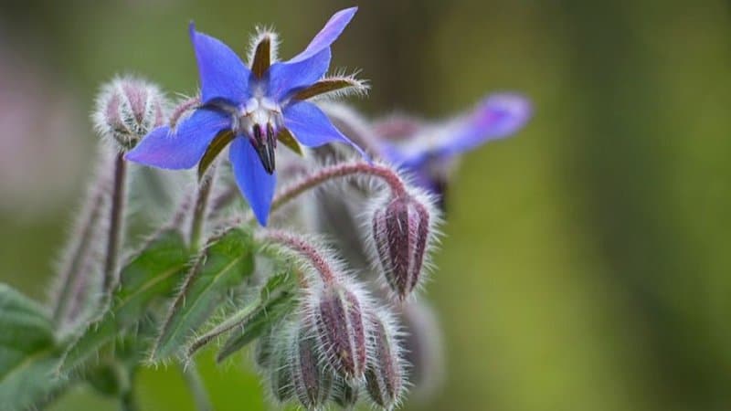 So long as you use a deep water hydroponics system for Borage, it is sure to thrive