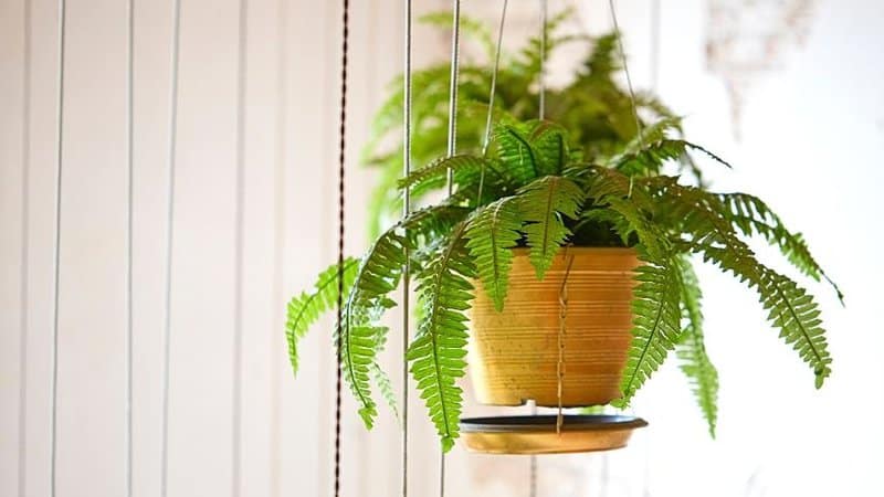 The Boston Fern Hanging Plant is another great option to grow in an apartment due to its air-purifying ability