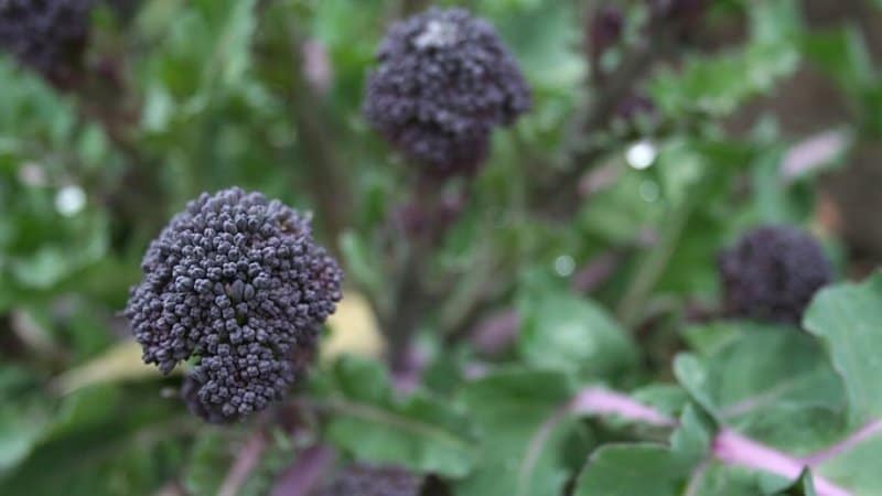 Though a spring-loving vegetable, Broccoli can thrive in cold temperatures