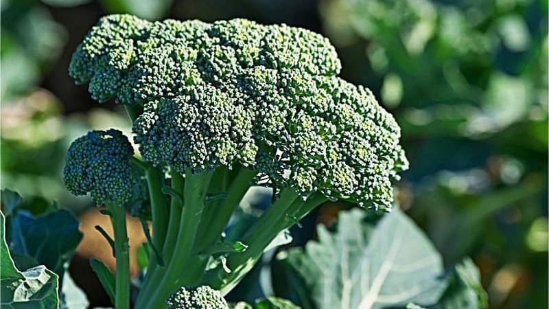 Broccoli is one of the easiest vegetables to grow in a hydroponics system