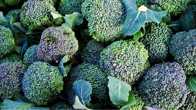If you want to plant Brocolli (Brassica Oleracea) in your vegetable garden, do so before the fall season