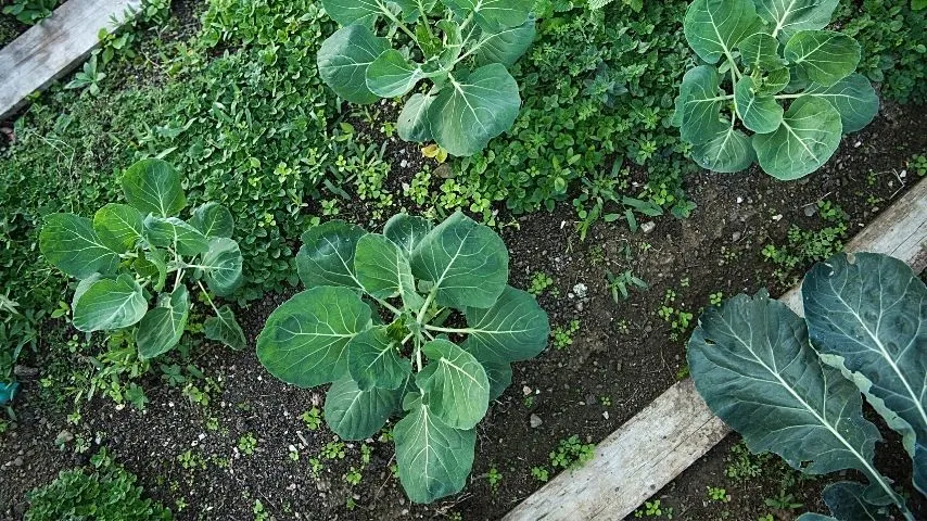 Brussel Sprouts need to be planted 2-3 feet apart in your spring garden