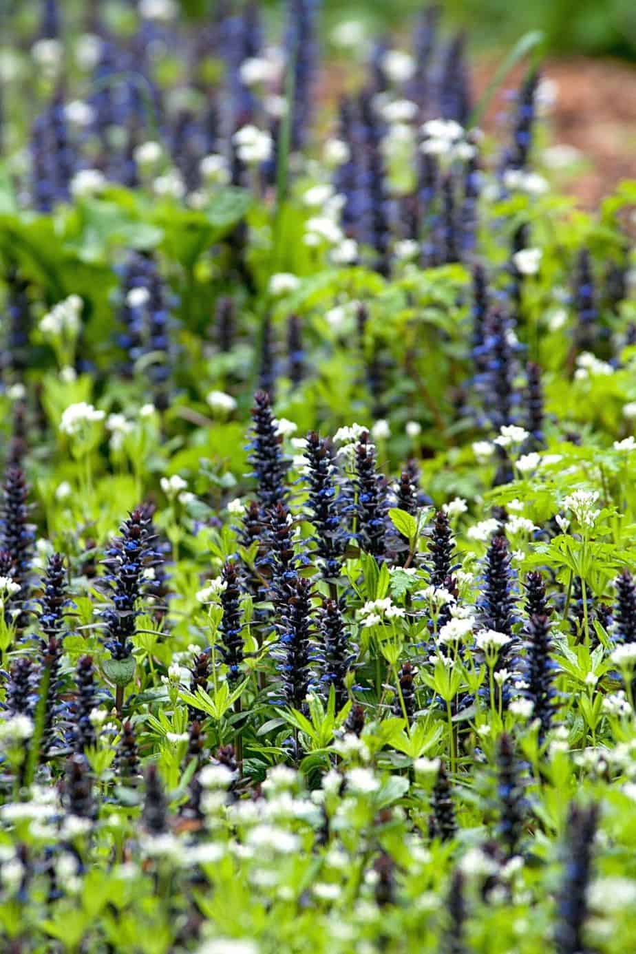 Bugleweed is a resilient plant that you can grow on your north-facing window