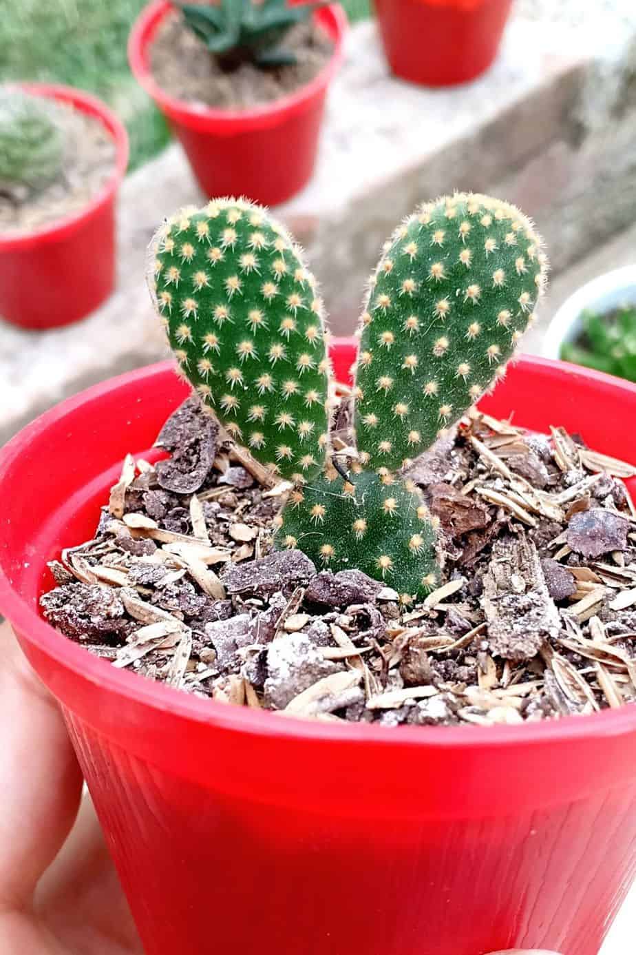 If you're looking for a cheap yet attractive plant to grow by your southwest facing garden, Bunny Ears Cactus is your best bet