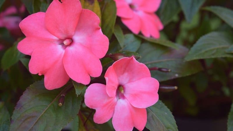 Busy Lizzy is the most common variety of Impatiens that you can plant in window boxes