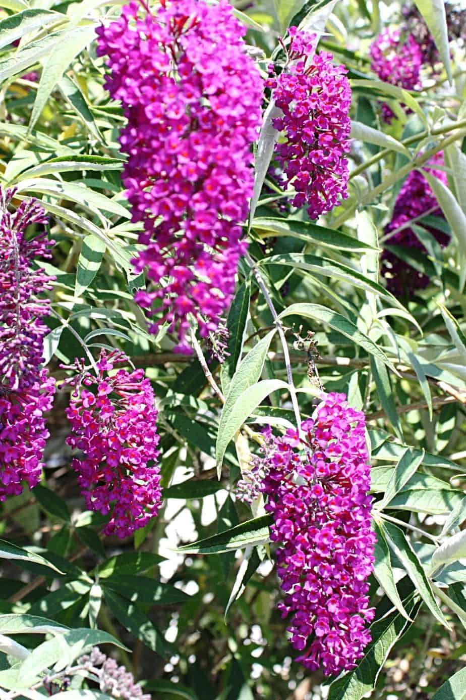 Butterfly Bush is a great plant for privacy as not only does it provide some sort of a fence, it attracts pollinating insects also