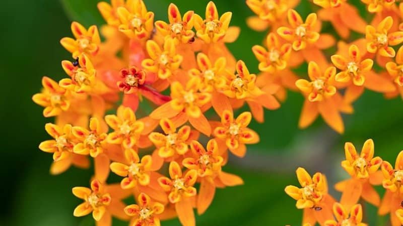 Butterfly Weed (Asclepias tuberosa)is a stunning perennial plant you can grow in your garden in Florida