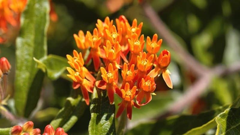 Despite its name, the Butterfly Weed's striking blooms can attract bees to it