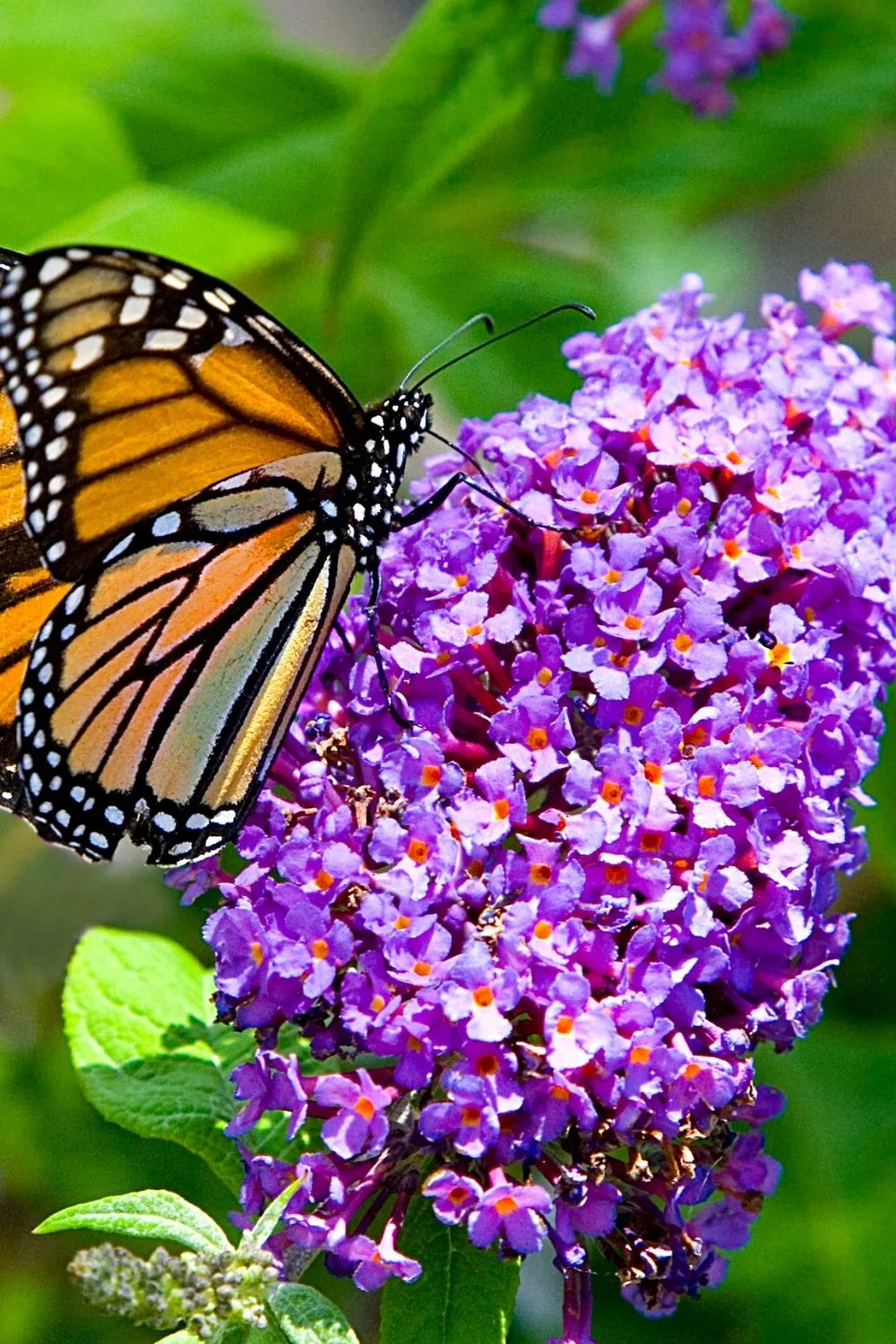 Butterfly bush, despite its stunning look, is a highly-invasive plant that thrives in the west-facing side of the house