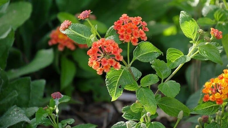 IF you want to attract pollinators to your Florida home, plant Buttonsage (Lantana involucrata) in your garden