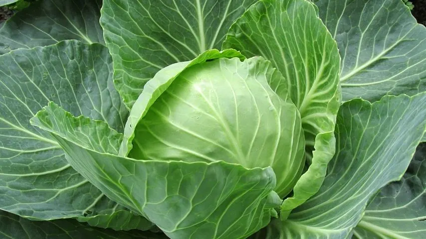 Cabbage (Brassica Oleracea) is best planted in your vegetable garden during the summer season