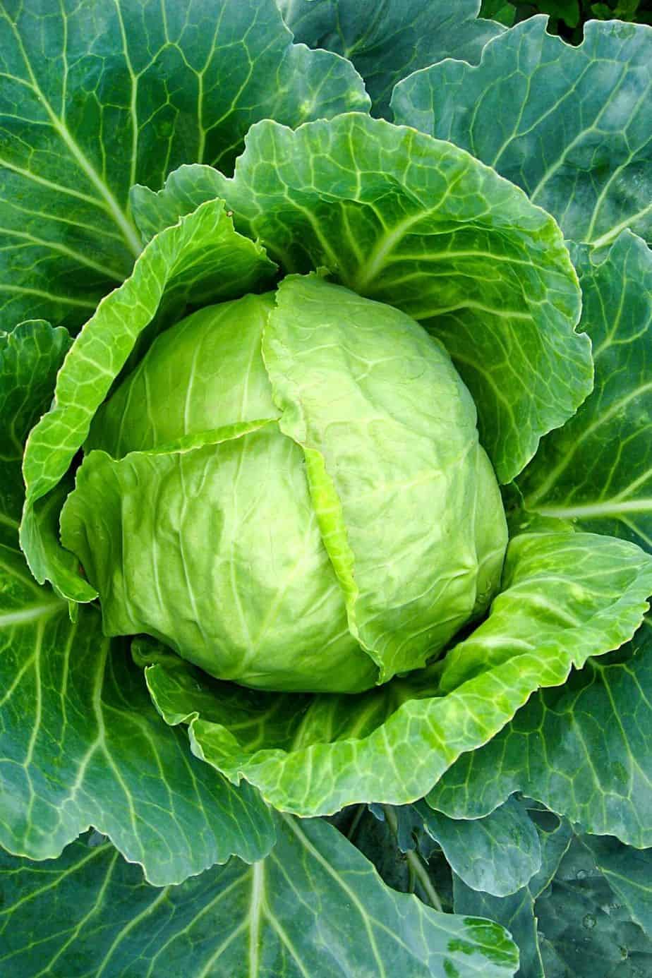 Cabbage is another flowering vegetable that you can grow on a raised bed