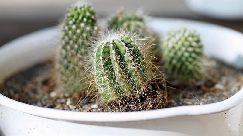 The Cactus is another perfect plant to grow indoors as it can survive even with little watering