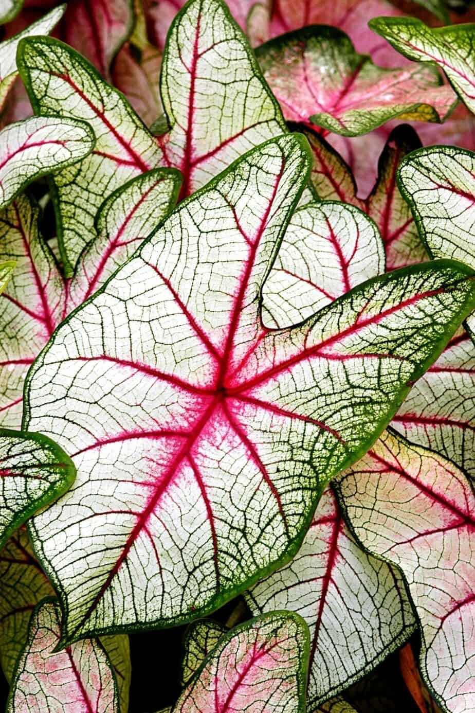 Caladium, known for its large heart-shaped leaves, can be grown on your north-facing balcony