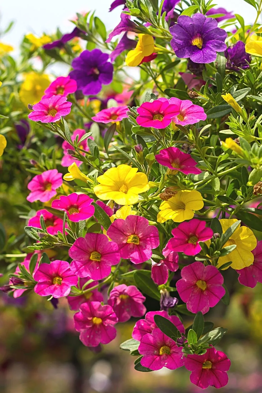 Calibrachoa is another flowering plant that you can grace your west-facing balcony with
