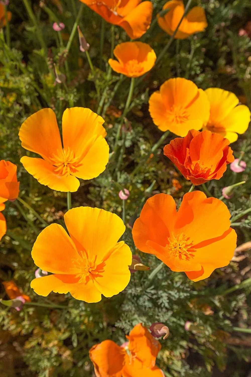 Another attractive plant that grows colorful blooms on your southwest facing garden is the California Poppy