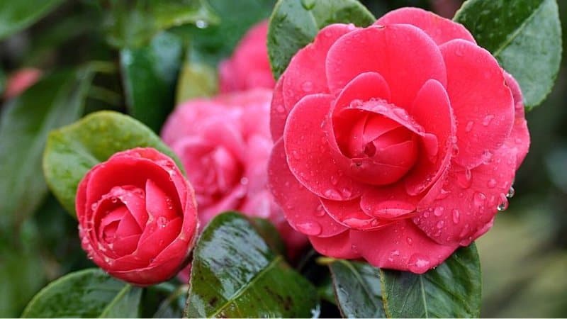 Camellias don't grow well in full sun areas, hence, they'll thrive best in your shaded porch