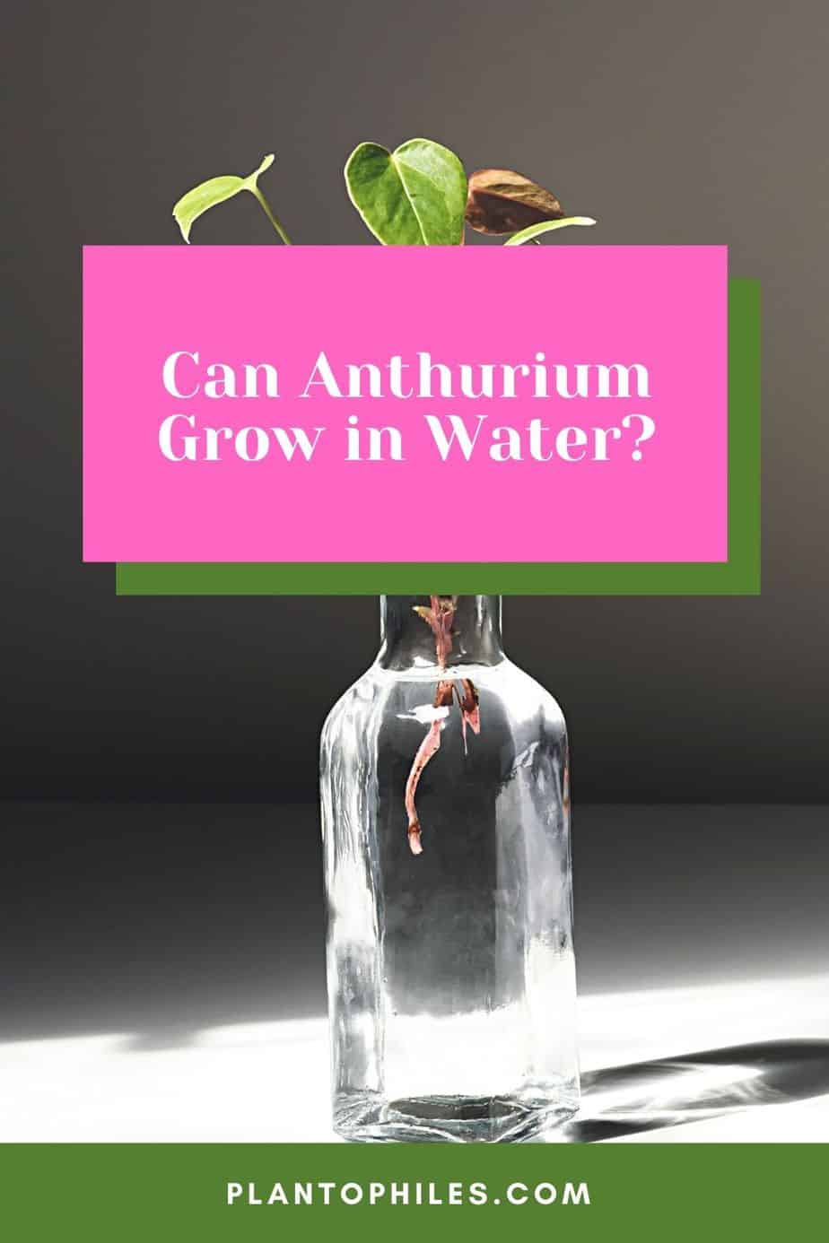 Can Anthurium Grow in Water?