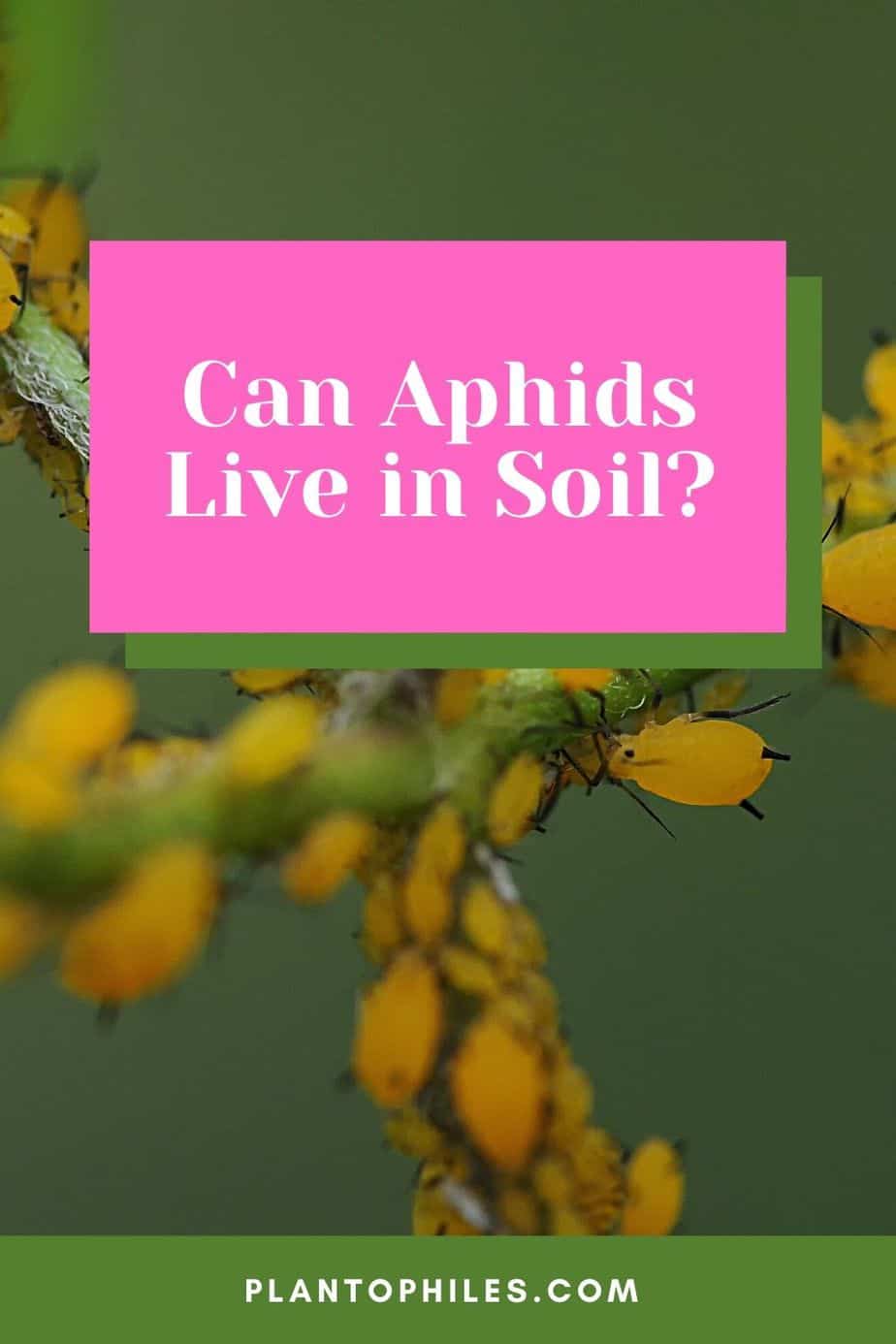 Can Aphids Live in Soil?