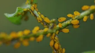Can Aphids Live in Soil