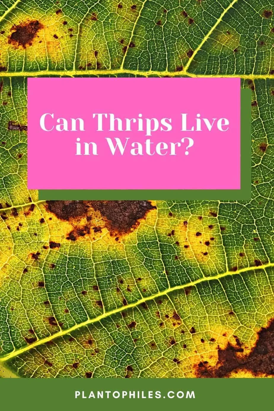 Can Thrips Live in Water?