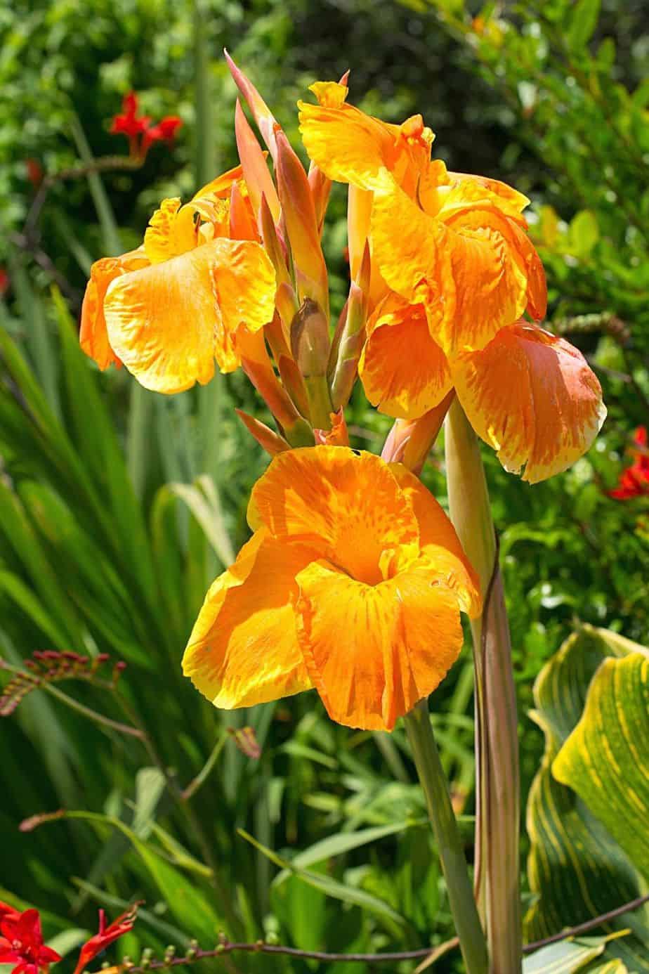 Canna Lily has thick, colorful blooms that can be grown as a great plant for privacy