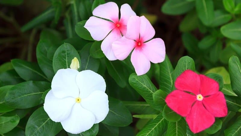Cape Periwinkle, though most commonly used as groundcover, is a great plant to grow in window boxes as well