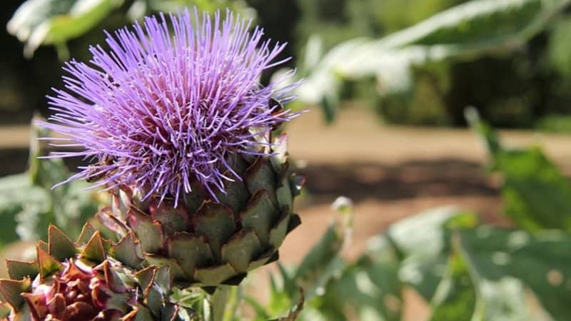 Cardoons, a thistle-like vegetable with a taste close to artichokes, is a veggie you can plant in spring