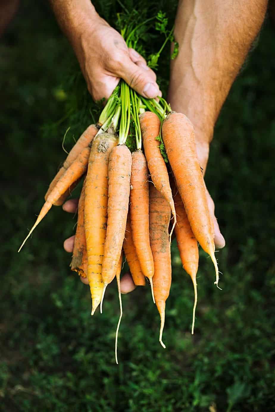 Carrots are great vegetables to grow in your northeast-facing garden
