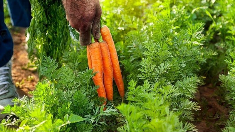 Carrots is a versatile vegetable to grow in your spring garden