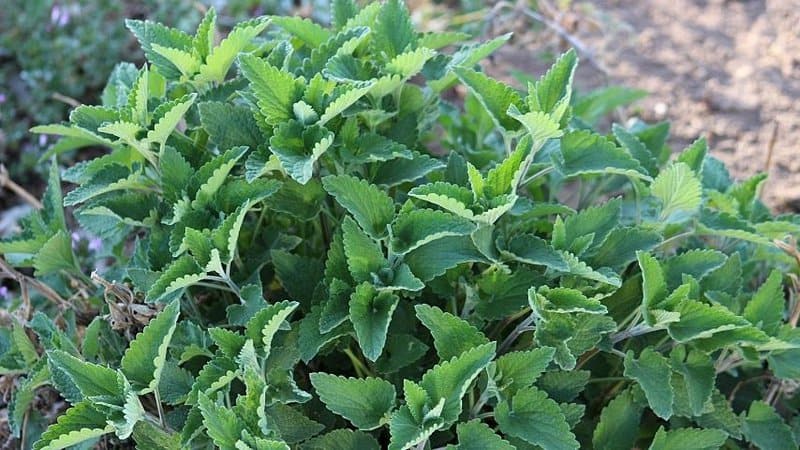 Catnip is one of the plants that grow well in a hydroponics system as its structure and aroma elevates 