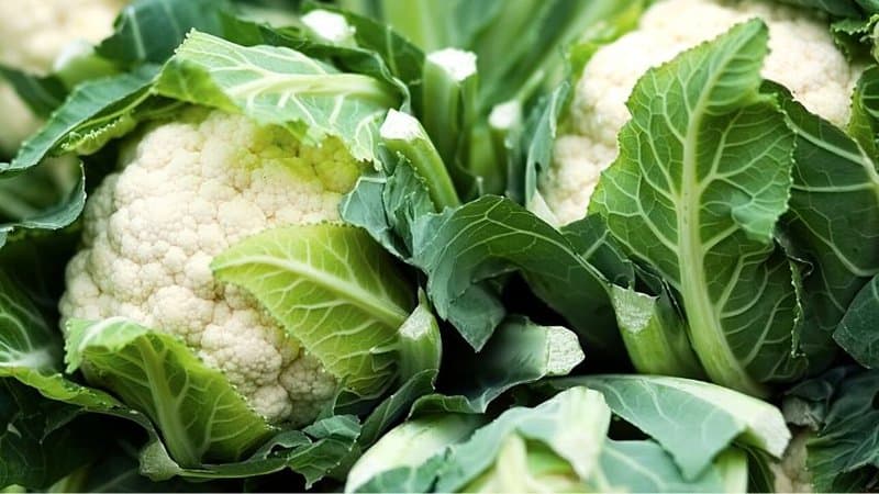 Cauliflower thrives in the cooler temperatures of spring 