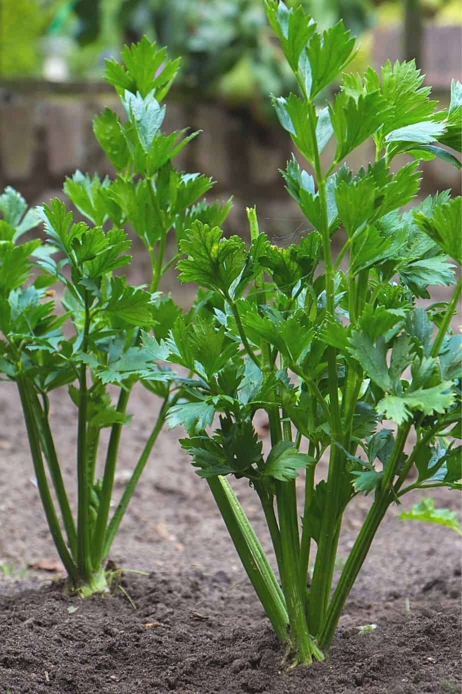 Though Celery is a time-consuming plant, it grows well in a raised bed garden