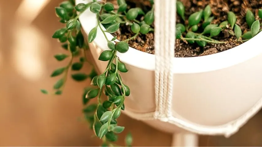 Ceramic Hanging Planters are one of the best materials you can use for planting your succulents into