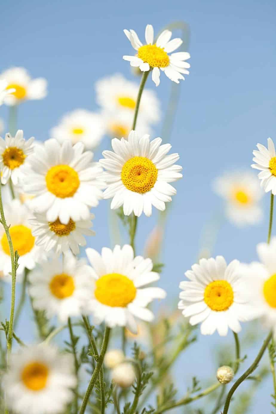 If you're searching for teas that can help you have better sleep, plant Chamomile on your south-facing balcony to have a steady supply of it
