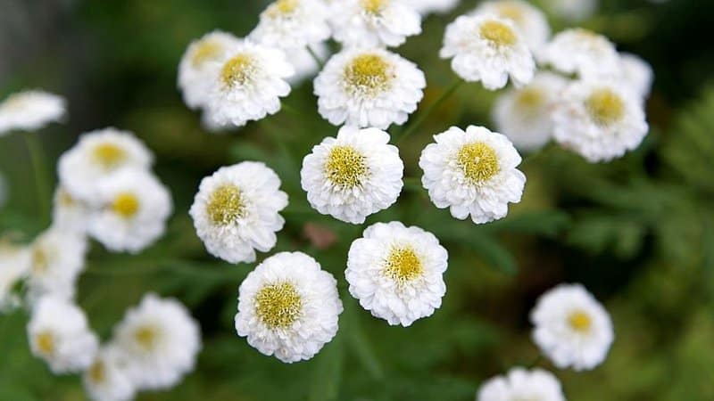 Chamomile can thrive in a hydroponics system so long as its environment is controlled properly