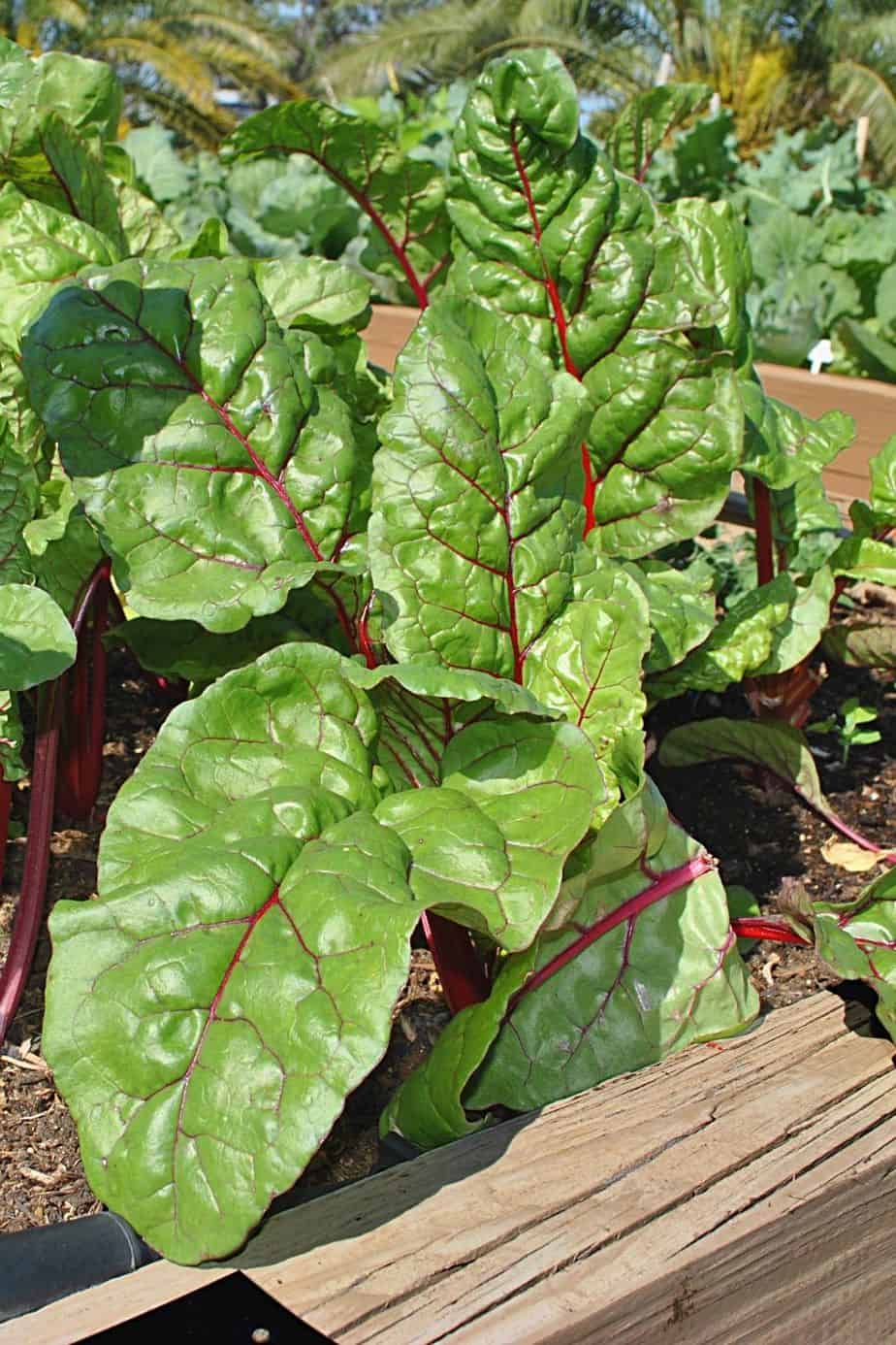 Chards, aka Leaf Beet, is another vegetable that grows well in raised beds
