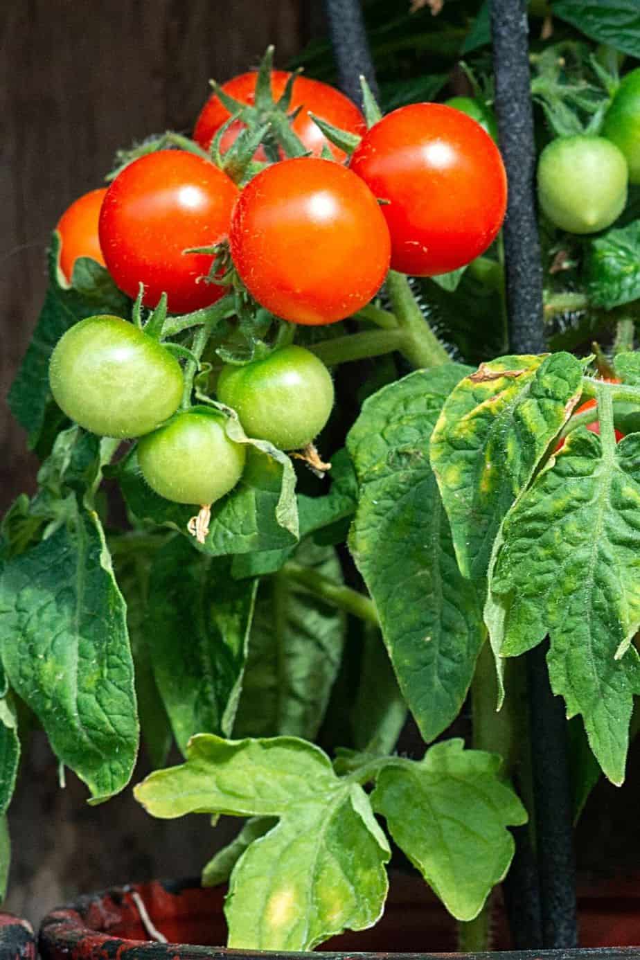Cherry Tomatoes are great choices for plants to grow in a west-facing balcony if you love salads