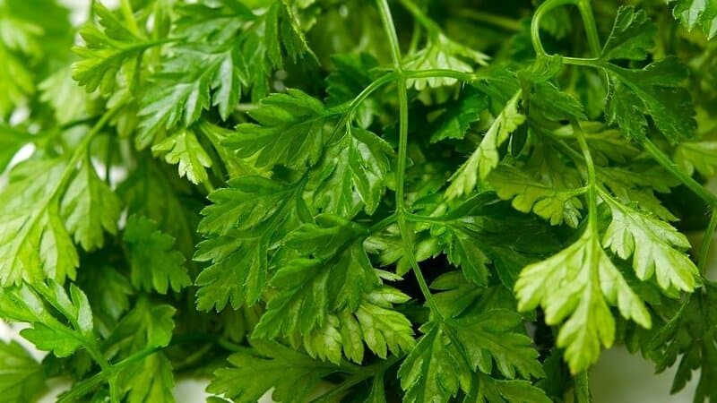 Chervil is one of the medicinal and edible herbs that is primarily grown indoors using a hydroponics system