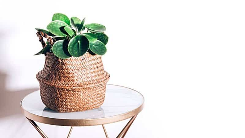 The Chinese Money Plant is another cute addition to your apartment-grown plant collection due to its round foliage