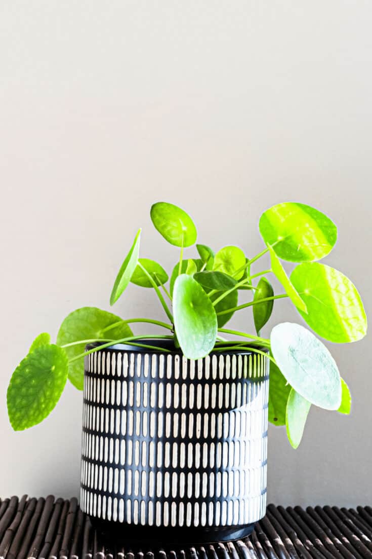 Chinese Money plant are well suited for southwest facing windows