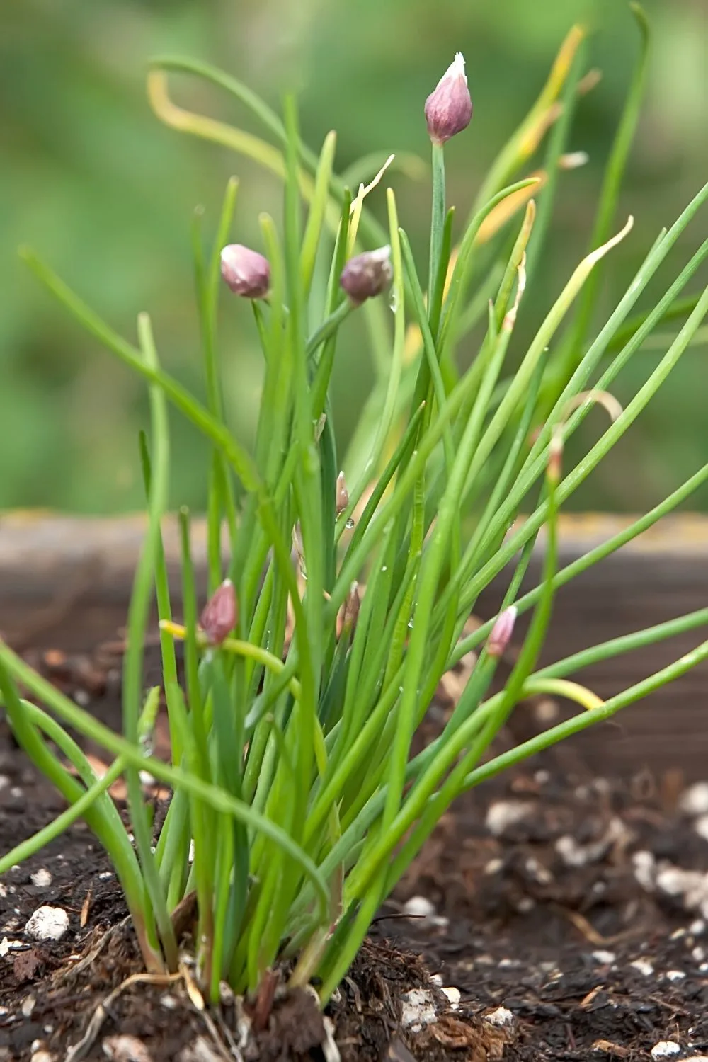Chives, a member of the onion family, is another great addition to your southwest facing garden