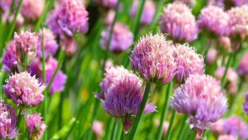 Don't trim the purplish blooms of the Chives plant as it's one of the reasons that bees are attracted to them