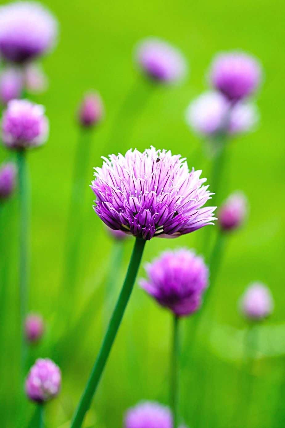Chives. with its blooms having tiny petals on them, is another plant you can add to your southeast facing garden