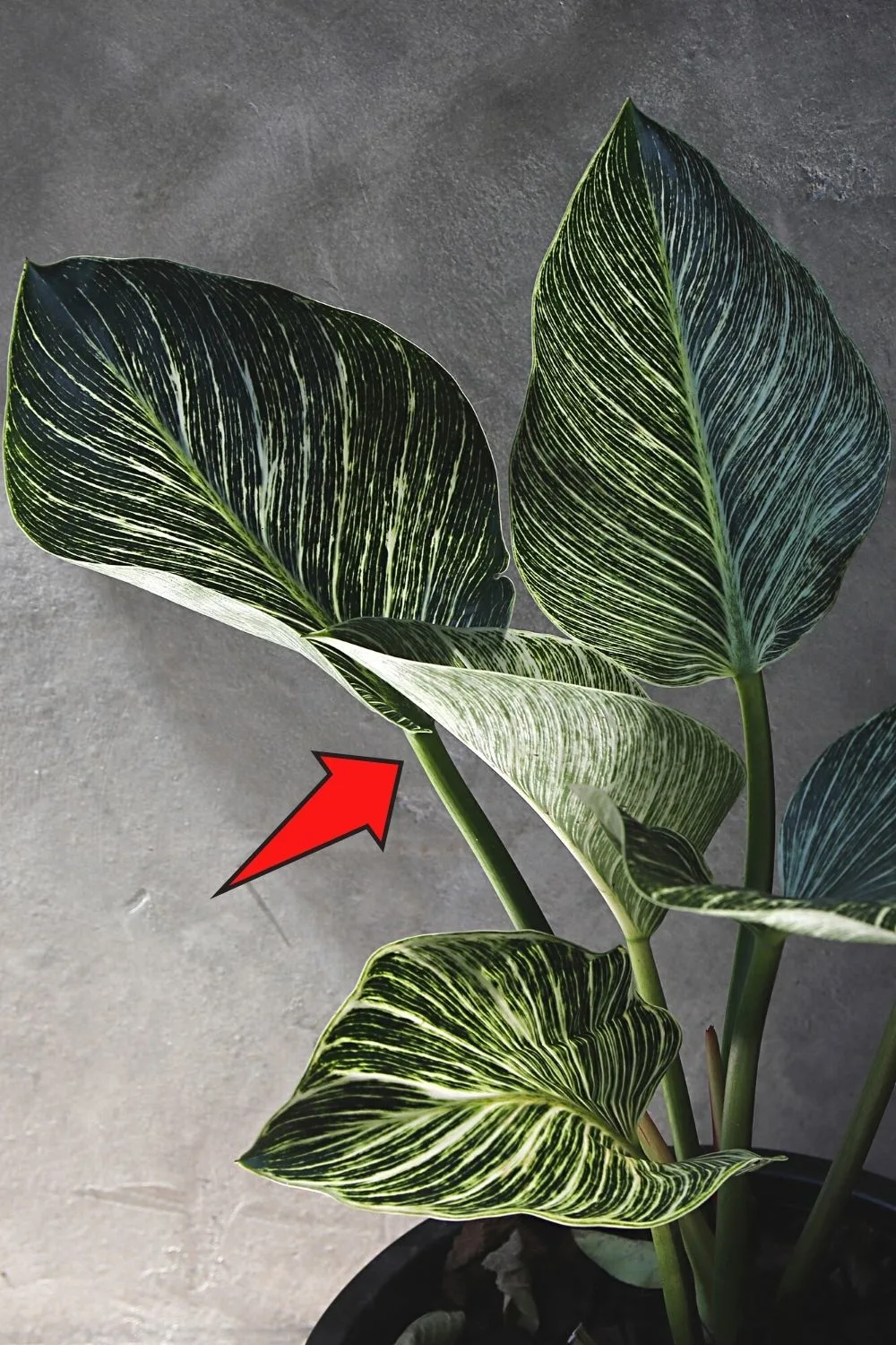 Choose a Philodendron Birkin stem that is healthy and who's leaf has lots of white stripes