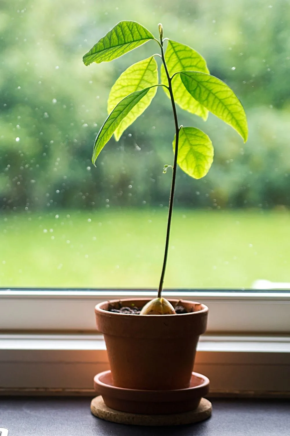 Choose a suitable place to grow your avocado plant, making sure it has consistent environment